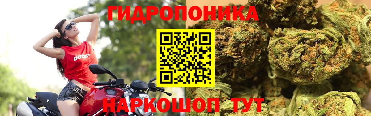 Бошки Шишки семена Великие Луки